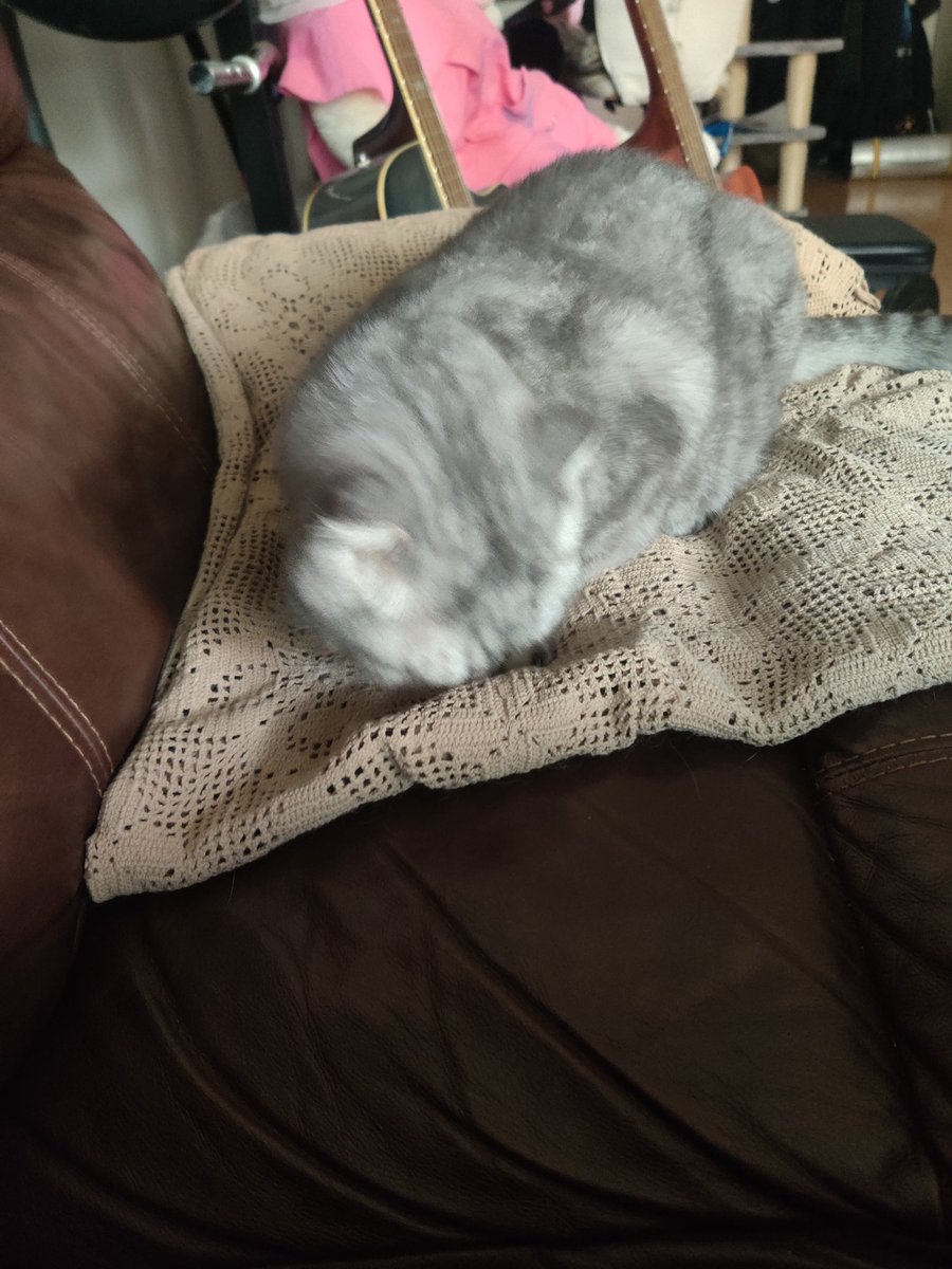 Simo had to smell our new blanket for like 10 mins to make sure its safe to nap on
