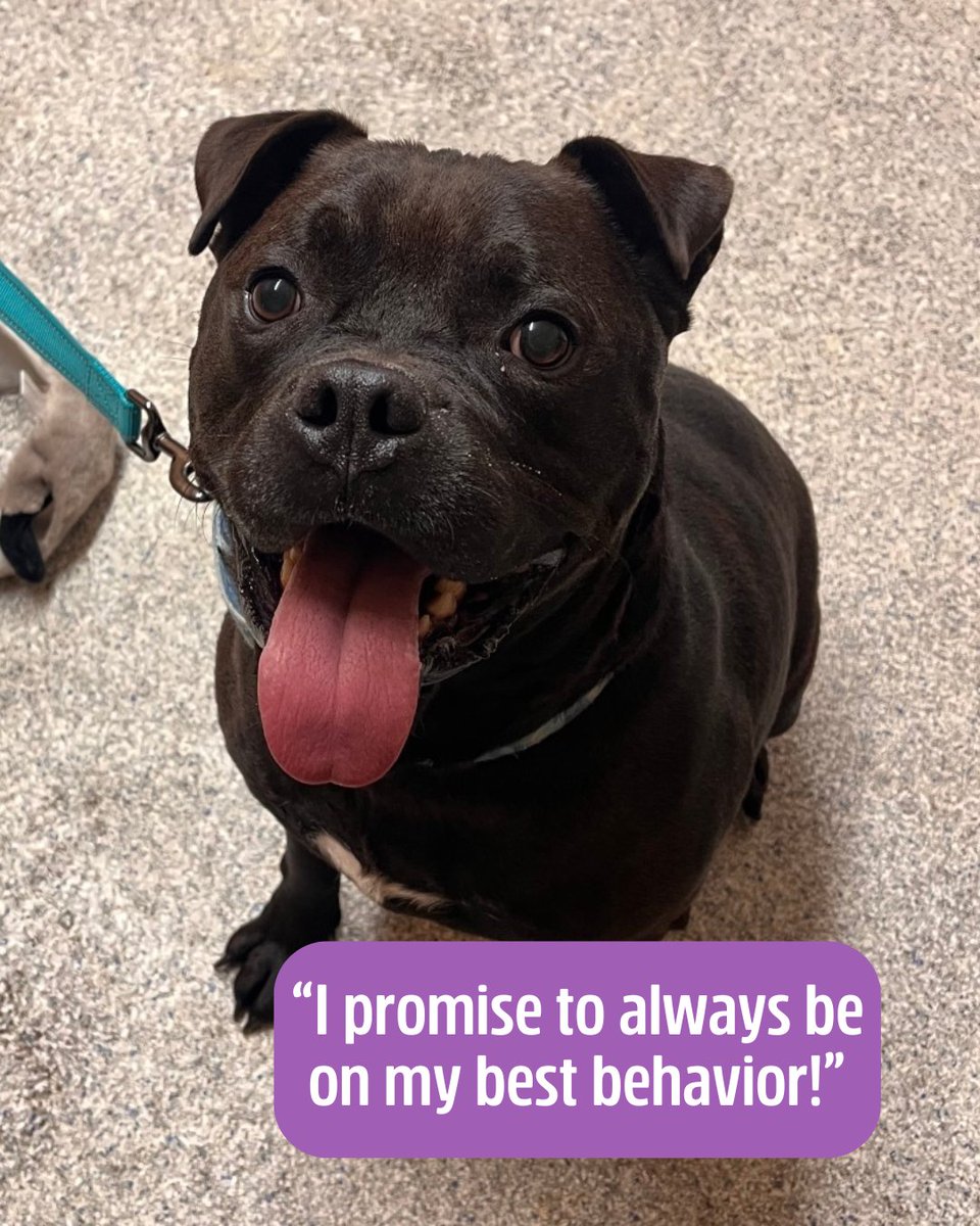 Lake Humane Society tweet media