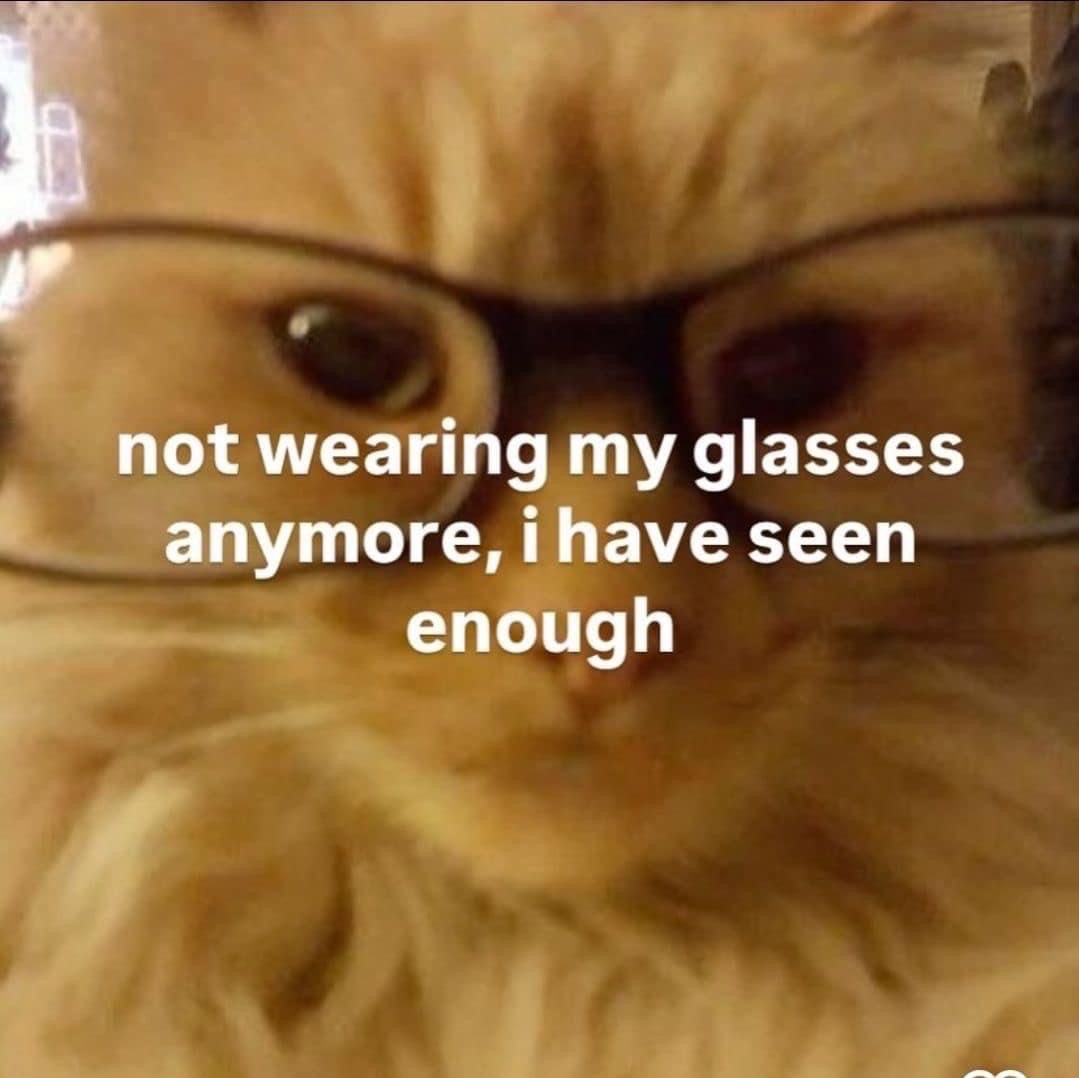 cats being cats (@catsbeiingcats) on Twitter photo 