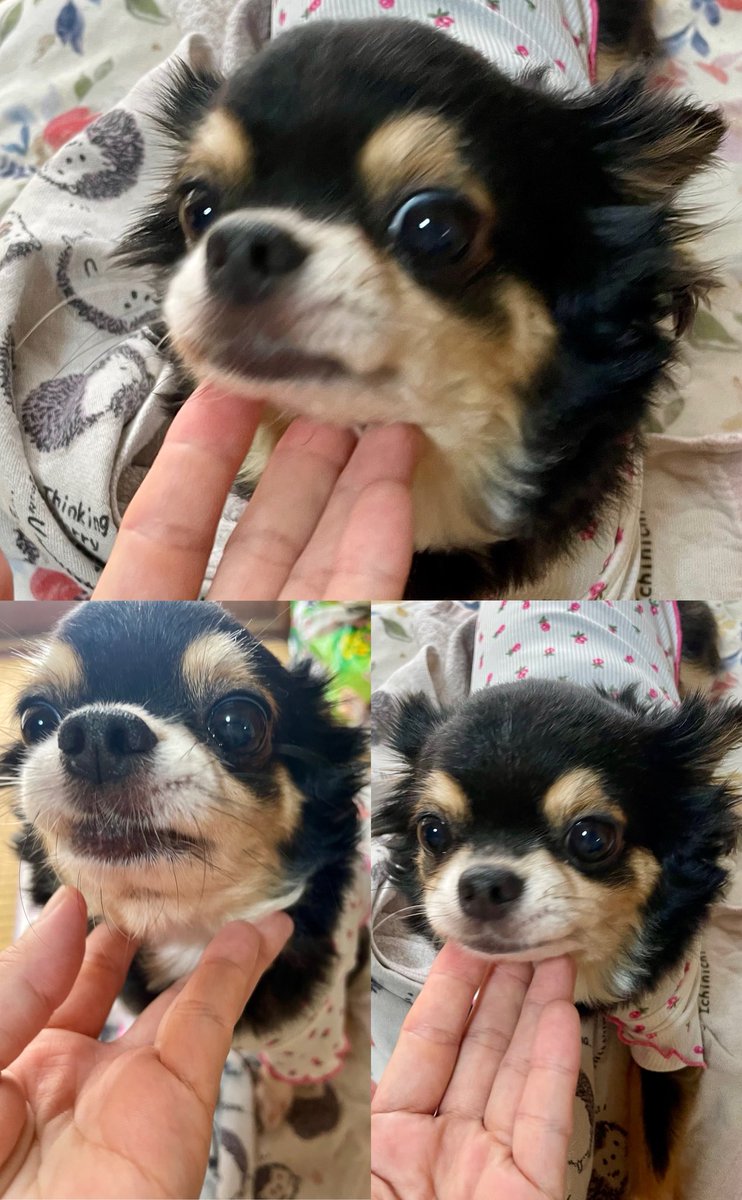 今日の夜は天ぷら定食🌙*.｡
父の病院に行って疲れたので
外食でした。

チワワのメグ9歳
トイプー4歳、4歳から赤ちゃん扱いされてるメグ🐶

9歳なのに、ヨチヨチ歩きで赤ちゃんみたい
くぅちゃんから愛されて幸せなメグ💞

#夜ごはん #外食 #定食
#父 #介護問題 
#チワワ #トイプードル
#癒しの存在