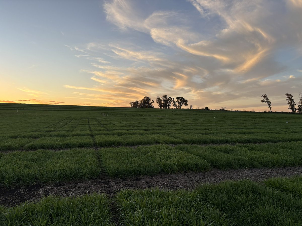 maria pardo tweet media