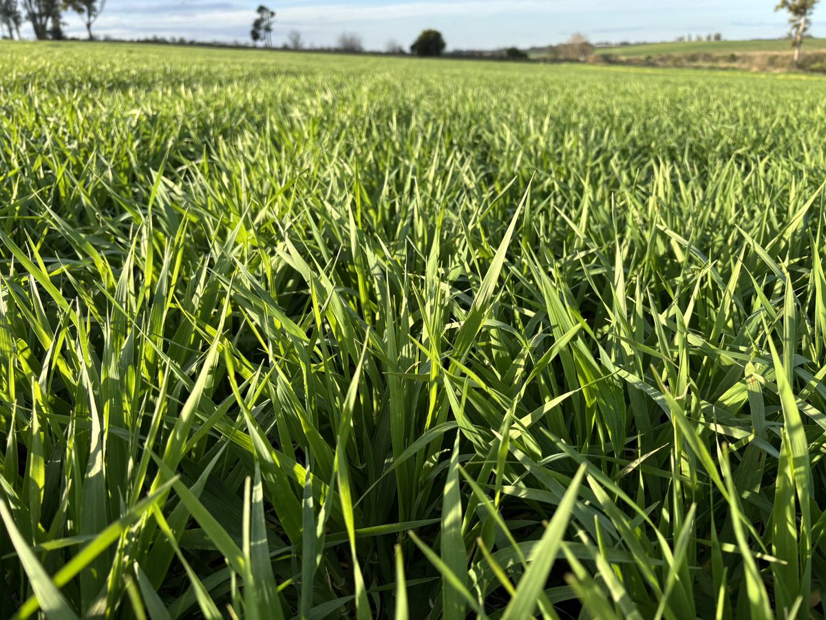 maria pardo tweet media