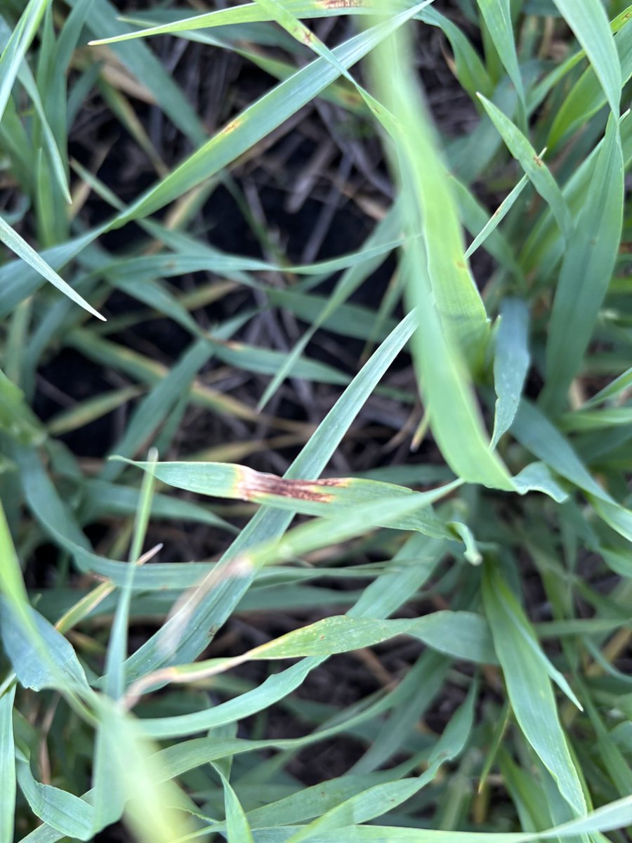 maria pardo tweet media