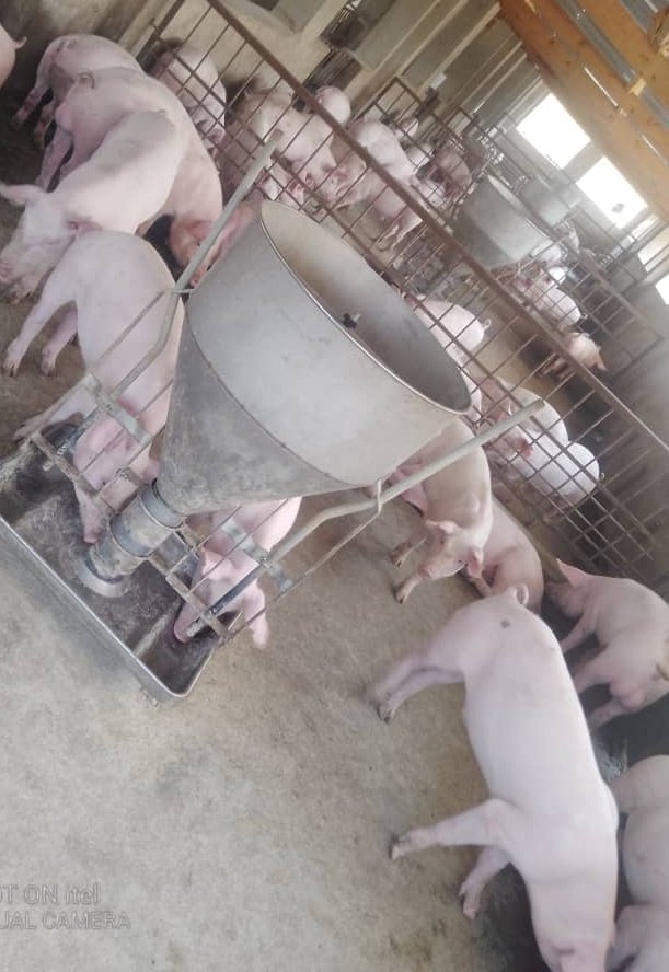 miltonzhakata's tweet photo. In piggery, small mistakes snowball into major issues ~ strategy, not just random clever ideas, is key to success.

~ For now lets just chop our chops: $22 |5kg  🥩 https://t.co/8E6Zzyjulv
