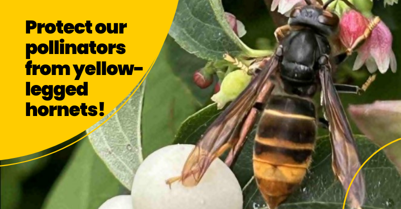 APHAgovuk's tweet image. It’s #YellowLeggedAsianHornetWeek!
 
These pests are predators of #HoneyBees and cause significant losses to bee colonies and other native insects. 

Find out more: aphascience.blog.gov.uk/2025/09/01/tra…
#APHAscience #BeeHealth #AsianHornetWeek #YellowLeggedHornet