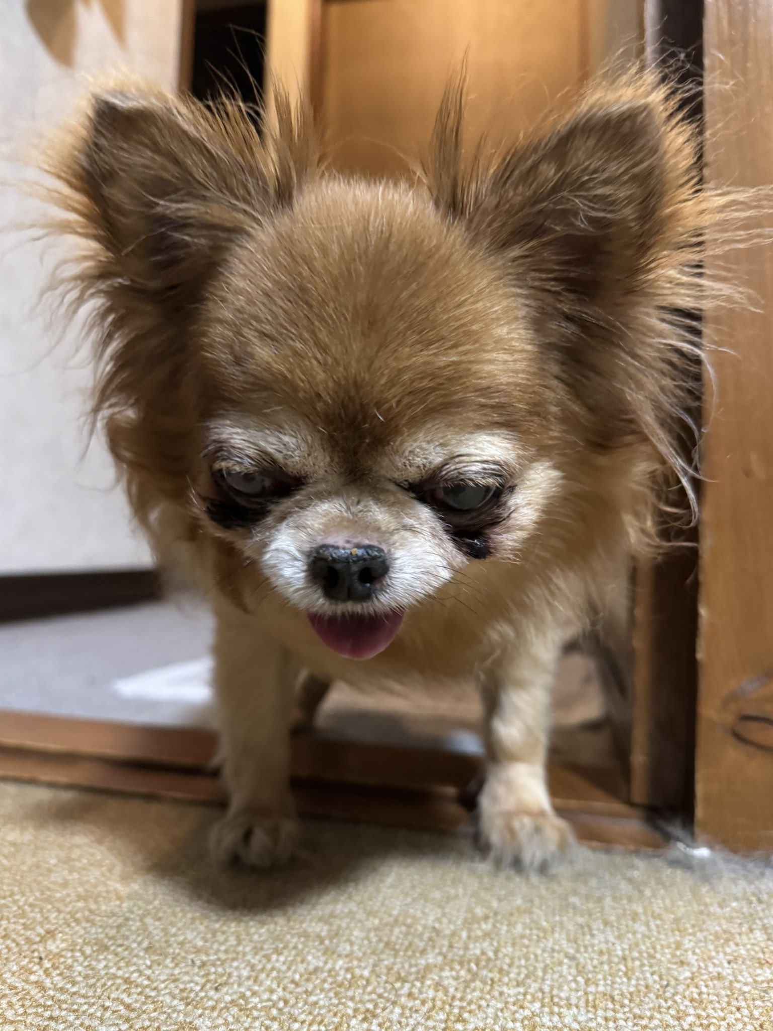 チワワのセナくん🐾 (@ponkotu773) / X