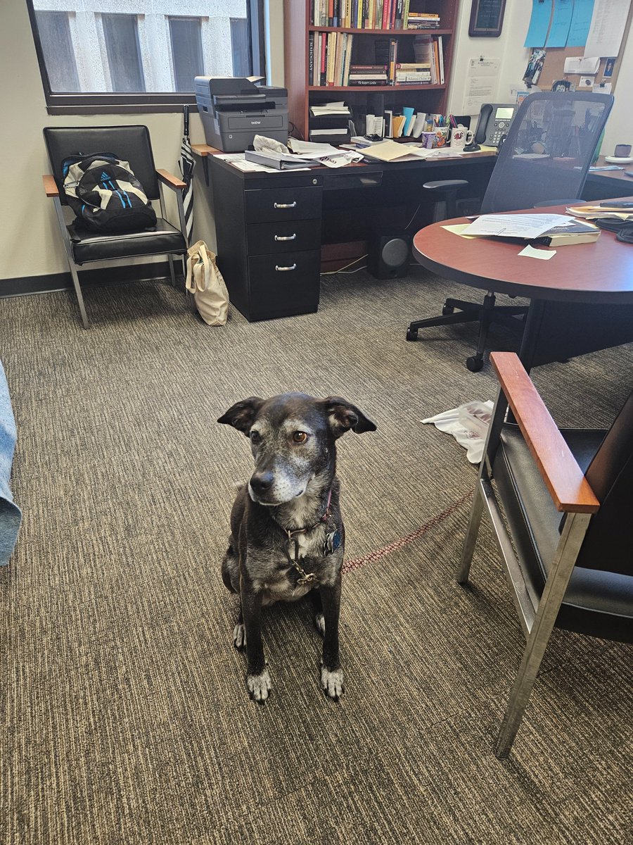 Cuteness Alert! Our Department Chair, Dr. Matt Childs, brought his sweet doggo, Luna, to the office today! Fun Fact: Luna is bilingual and will answer commands in both English and Spanish. However, she will gladly accept a treat in any language 😊
