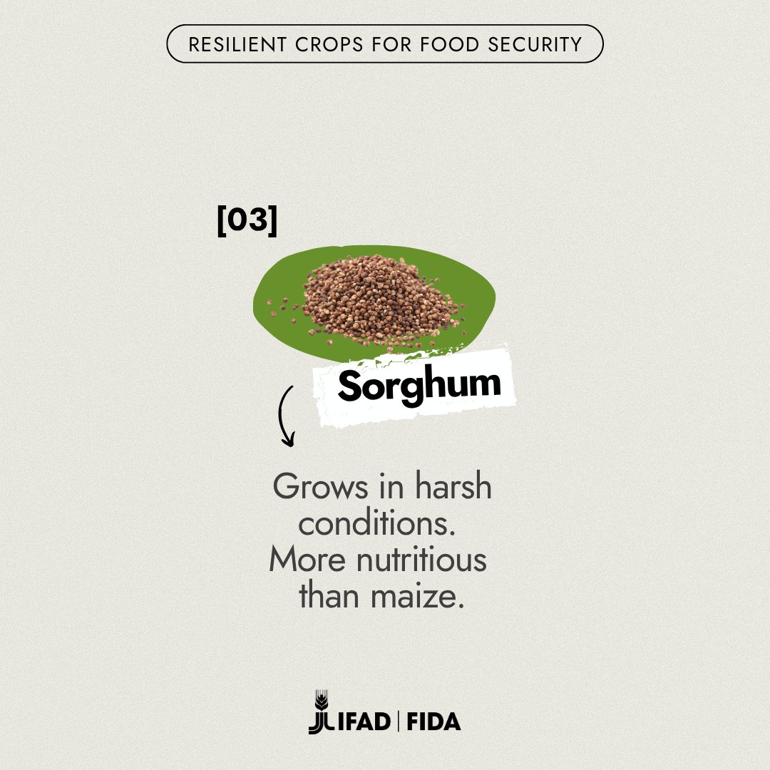 IFAD's tweet photo. 3/ Sorghum has been around for thousands of years, but today it's staging a comeback. Drought-tolerant, low-input and loaded with nutrients, it’s reclaiming its place as a smart &amp; sustainable staple. ☀️🍚 https://t.co/p2OgNe6AUG
