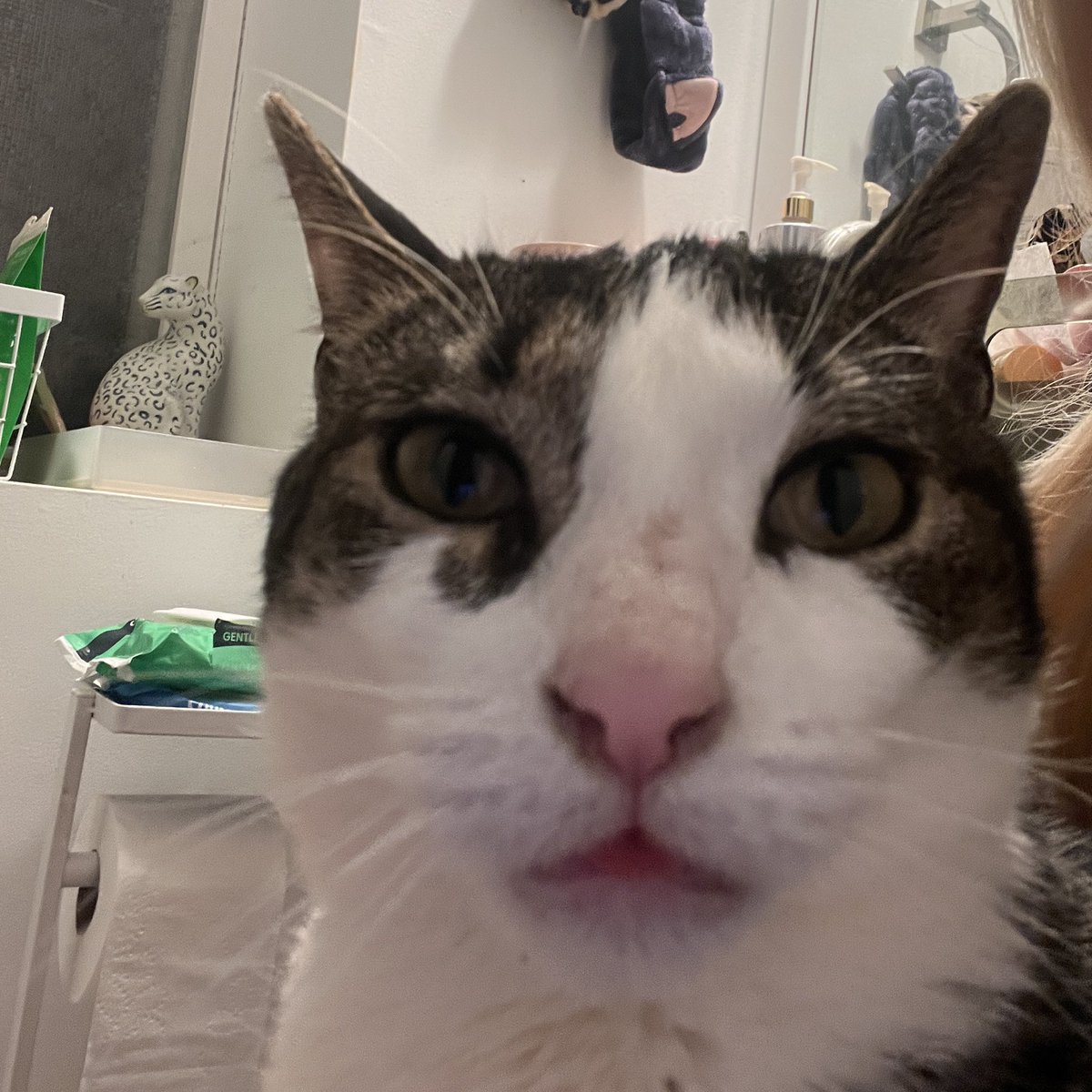 Molie 💅🏼 tweet media