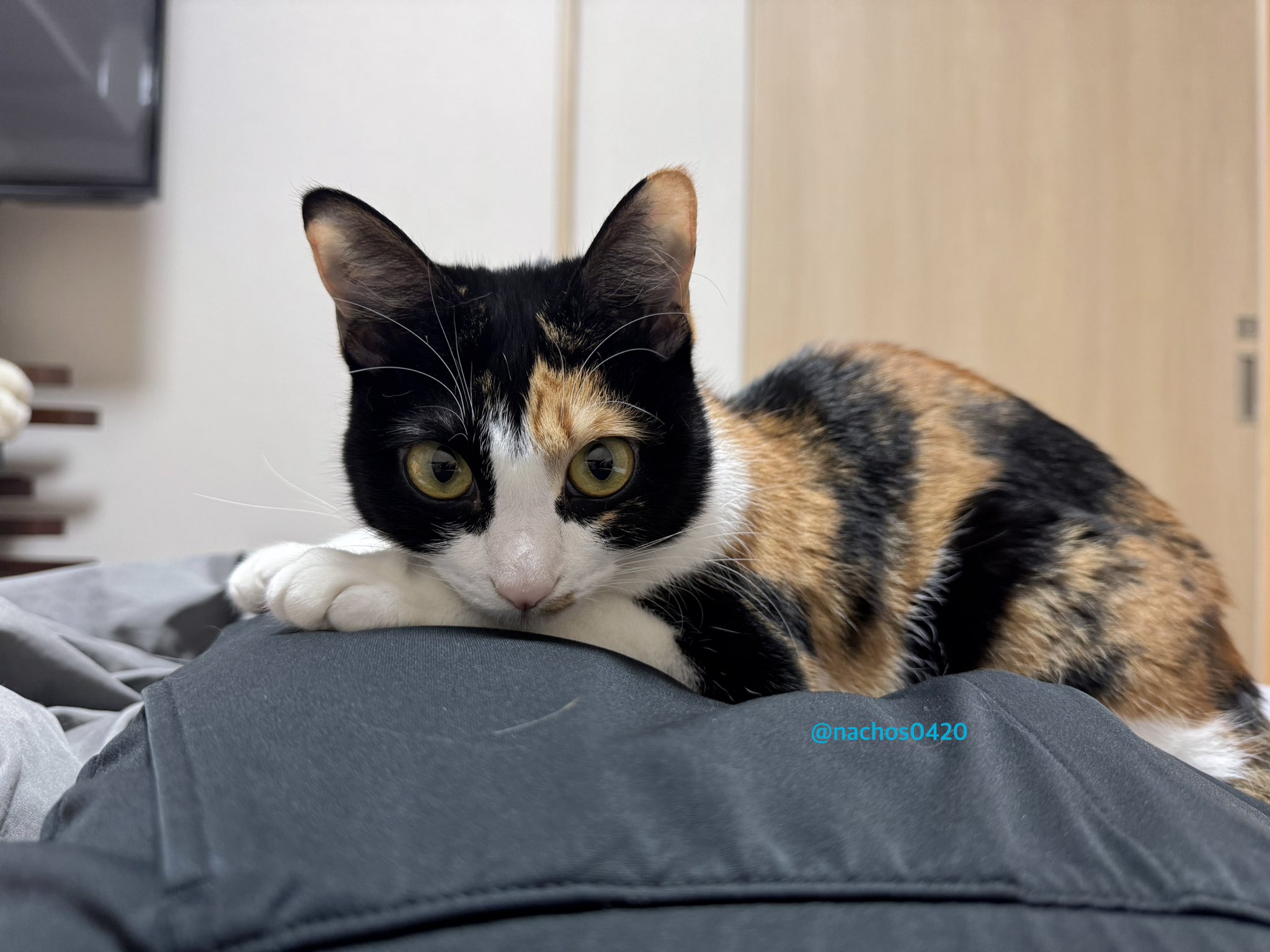 なつ•*¨*•.¸♬︎ 南なつ (CANDY TUNE) (@natsu_ct0317) / X