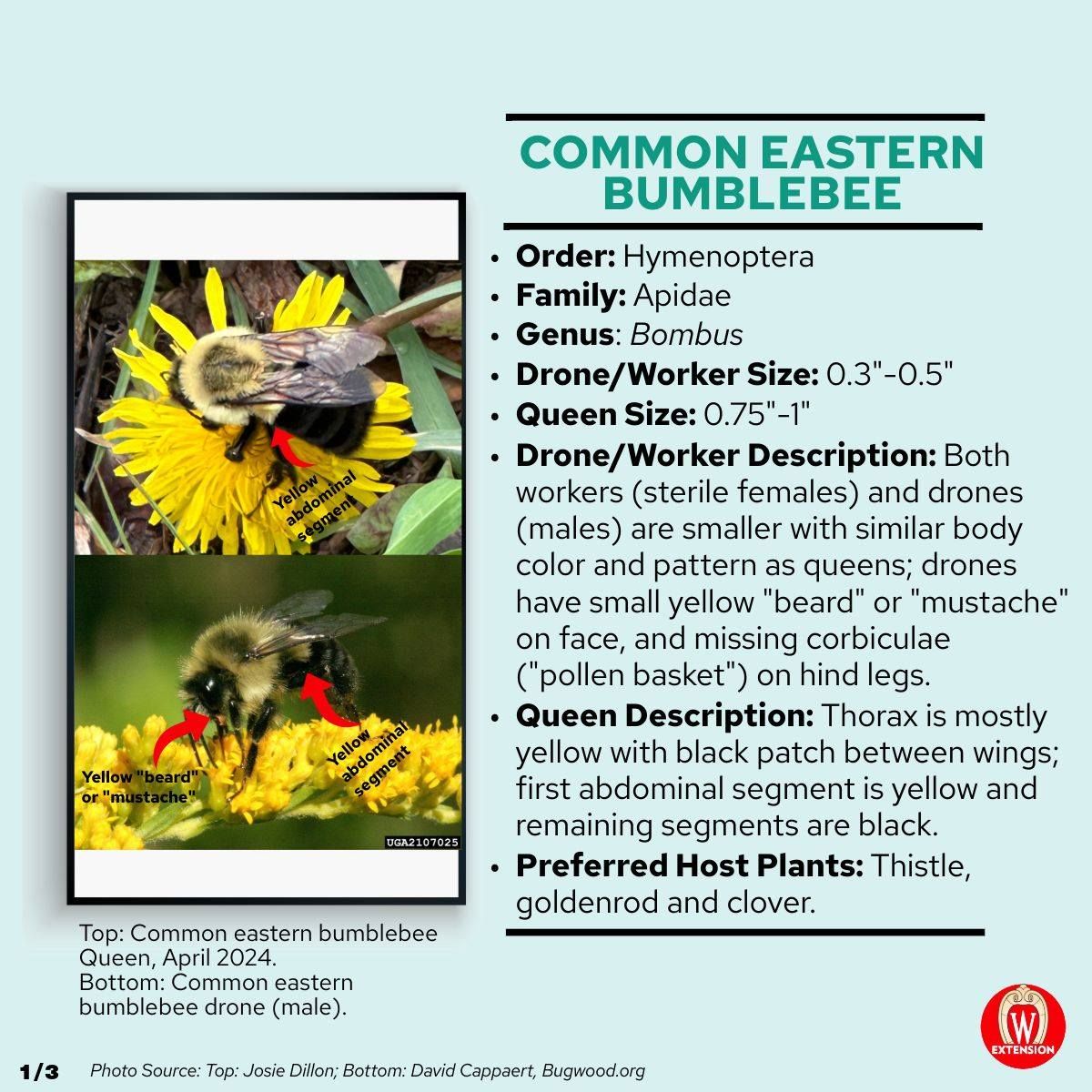 Wisconsin Horticulture - Extension

Bug a Week Series: Common Eastern Bumblebee! 🌻🐝
Common eastern bumblebees are the most frequently observed bumblebee species in Wisconsin. 
Learn more about common eastern bumblebees: go.wisc.edu/klb65e 🌼