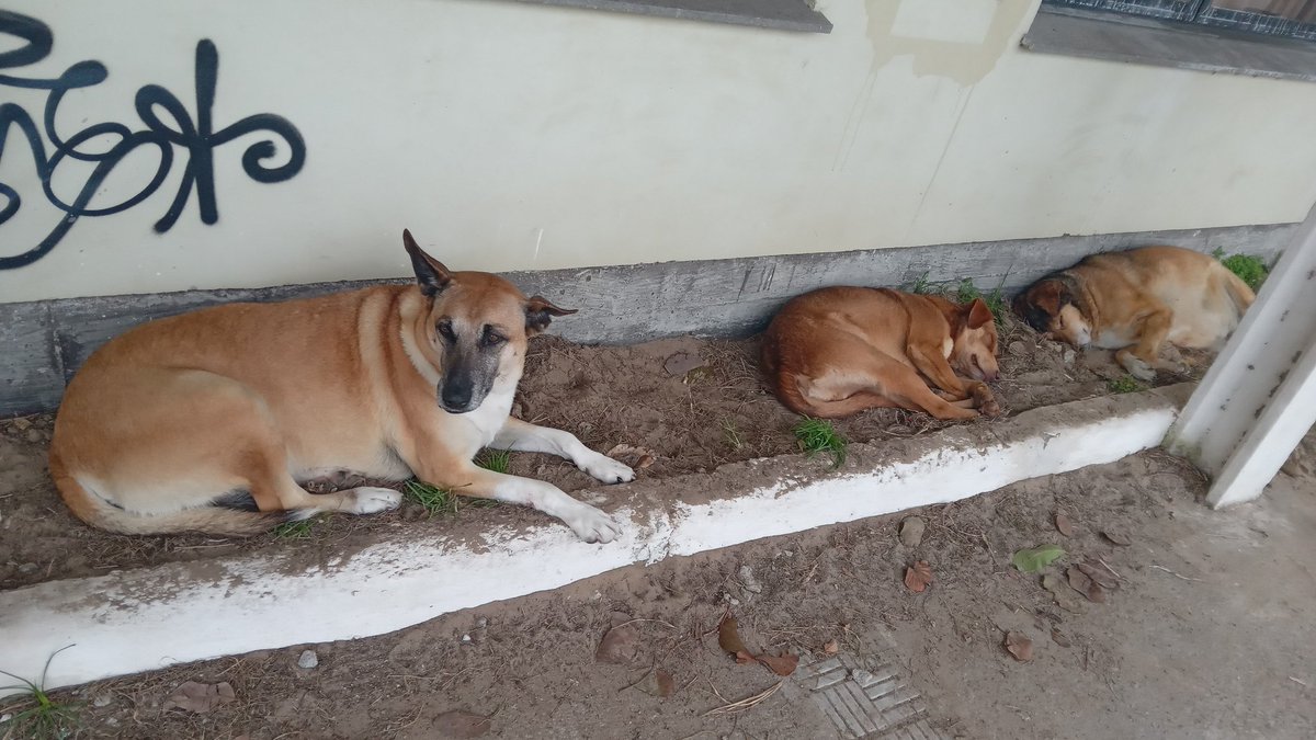 Os caramelos gorditos da <a href="/FURG/">FURG</a> 😅