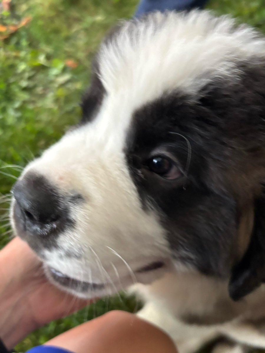AmyBakerCAN's tweet photo. Today, the Swiss won in #DogDiplomacy, and I’m a little in love.  Happy National Day, Switzerland!   
Aujourd'hui, les Suisses ont gagné en diplomatie canine, et j'ai un petit coup de cœur. Bonne fête nationale à la Suisse ! https://t.co/B05Nnprzns