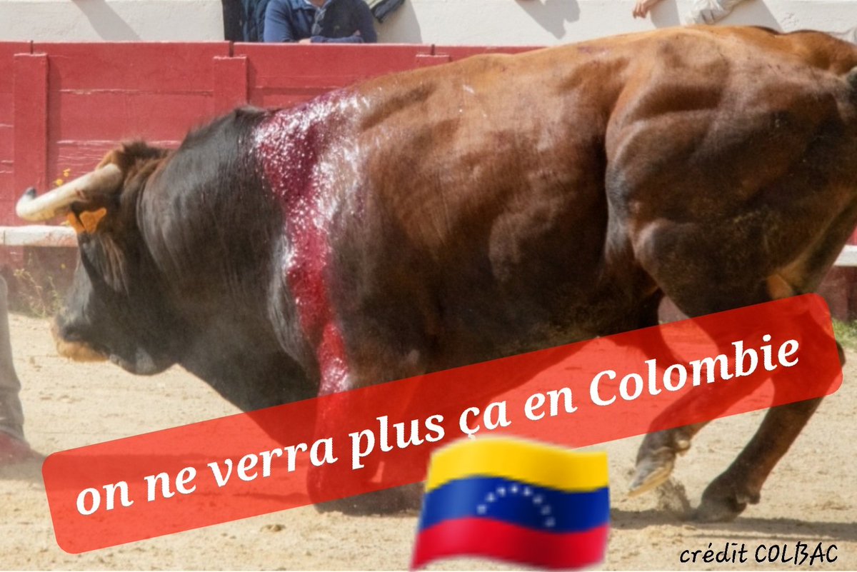 COLBAC Anti Corrida Béziers (@bezierscolbac) on Twitter photo 📣 SUPERBE VICTOIRE en COLOMBIE !
⛔ LA CORRIDA ET LES COMBATS DE COQS DÉFINITIVEMENT INTERDITS !
Ce 4.9.25, la Cour constitutionnelle rejette l’appel intenté par les aficionados et met fin à 10 ans de lutte pour l’abolition
💥A QUAND EN FRANCE ?
#Stopcorrida
<a href="/CRAC_Europe/">CRAC Europe</a> 📣 SUPERBE VICTOIRE en COLOMBIE !
⛔ LA CORRIDA ET LES COMBATS DE COQS DÉFINITIVEMENT INTERDITS !
Ce 4.9.25, la Cour constitutionnelle rejette l’appel intenté par les aficionados et met fin à 10 ans de lutte pour l’abolition
💥A QUAND EN FRANCE ?
#Stopcorrida
<a href="/CRAC_Europe/">CRAC Europe</a>