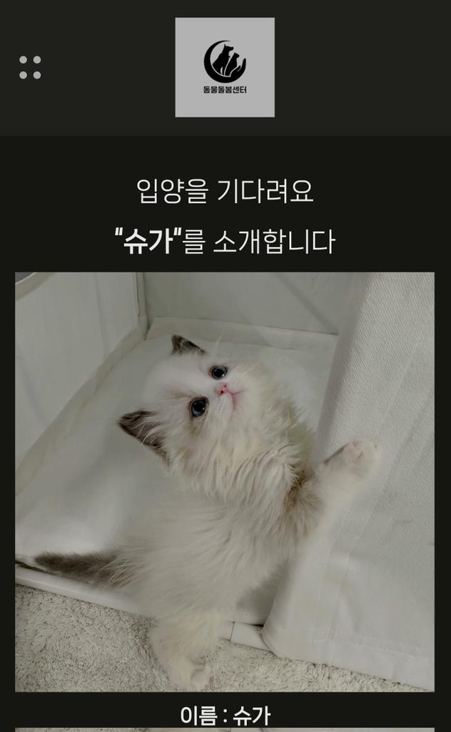 DJJINO_twt's tweet image. A cat named SUGA is available for adoption at this shelter.

shorturl.at/2W5Yi