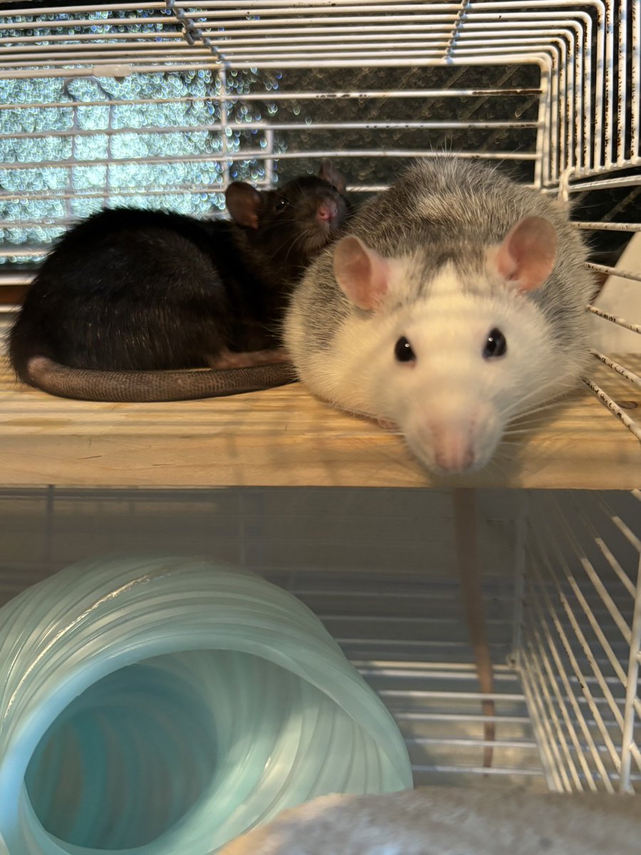 ファンシーラットという可愛らしい名前でペットショップで売ってた2匹を飼い始めた。実際は野生のドブネズミと同じ種類なので脱走されたら繁華街の朝方に走り回るデカいネズミになるかも。