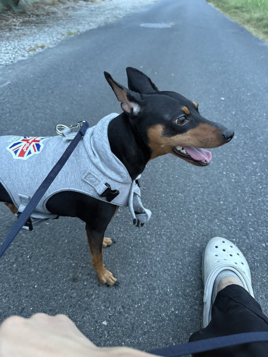 うちの相棒でかくなった🐶