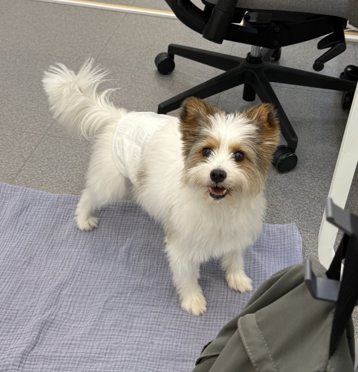 내 삶에 이렇게 귀엽고 사랑스러운 강아지랑 살 수 있는 행운이 오다니