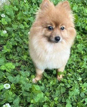【迷子犬の掲示板】秋田県潟上市天王でポメラニアンが迷子です。情報提供と拡散お願いします！ maigo-pet.net/dog/25038 #迷子犬 #迷い犬 #秋田県 @迷子ペット.NETより
🐶🆘秋田県〝ポンちゃん♀〟