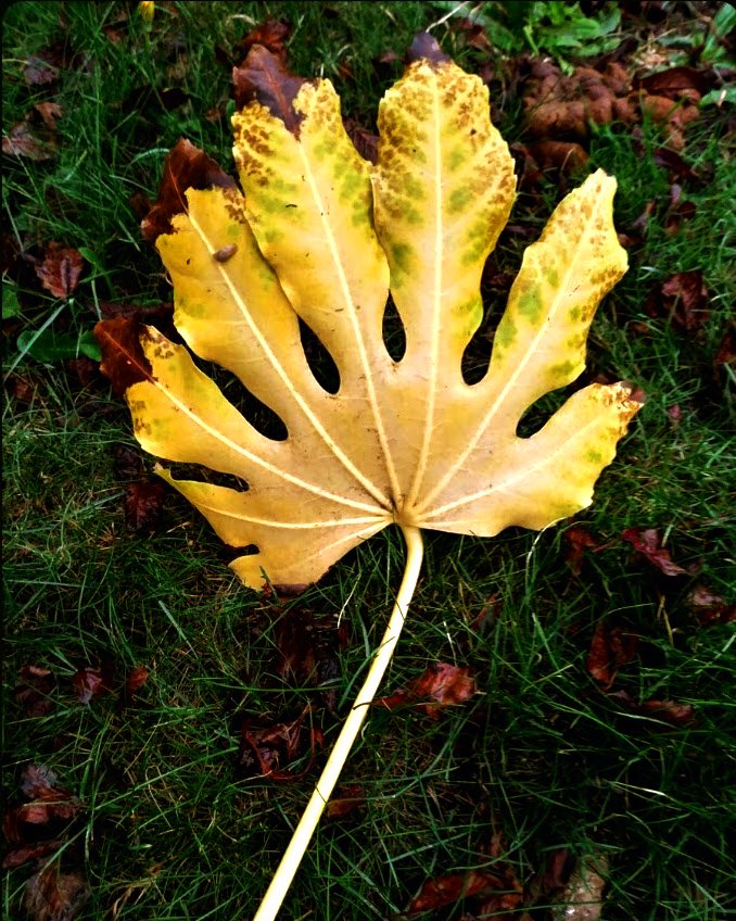 its almost officially here 🍂