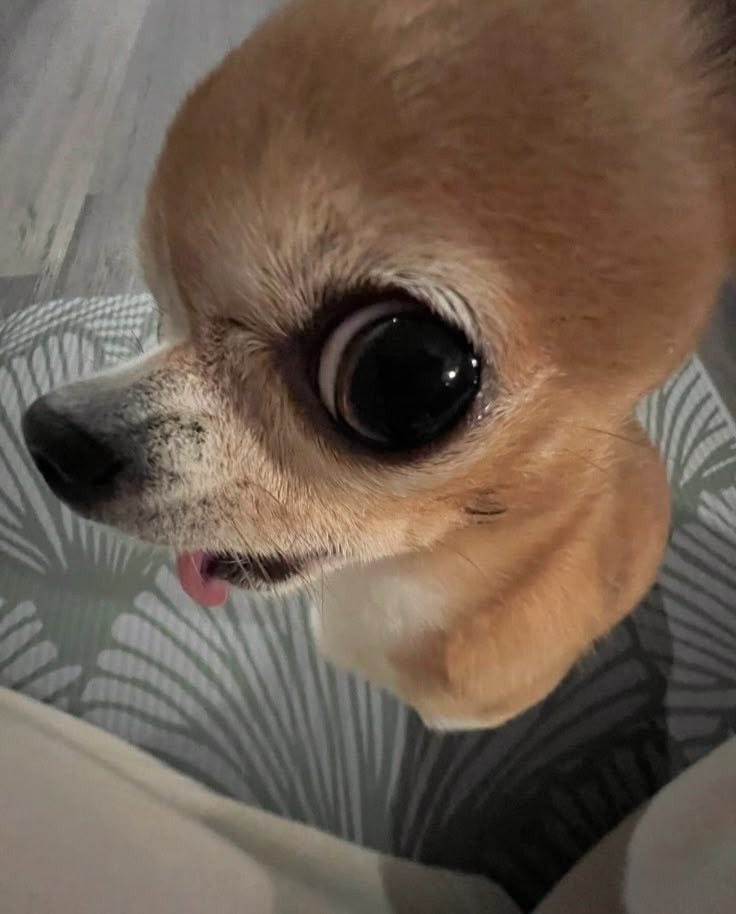 서리 (@knowowo_) on Twitter photo 