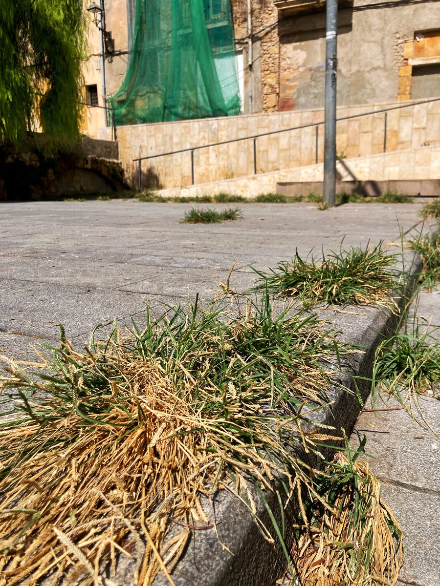 pepescoda's tweet photo. URGENT: Tarragona necessita... cabres.
La plaça Reial Germandat de Jesús Natzarè (#PartAlta) està a punt de convertir-se en selva.Tens un herbívor amb gana? Vine!
Objectiu: netejar la plaça i fer poble.
RT per arribar als ramats 🐐💚
#TGN #EcoBrigada #Tarragona https://t.co/V9vlpKmHox