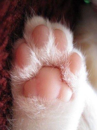 ShouldHaveCat's tweet photo. https://t.co/MAQkuADGsU