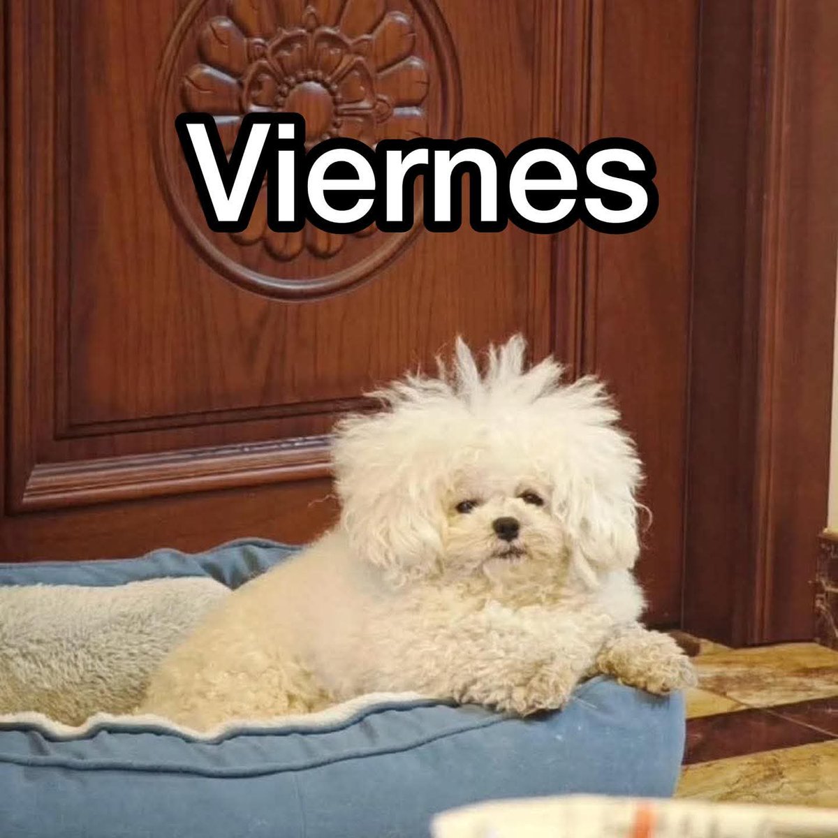 ANACELIA (Aniux) ❤💞🙏💋💐🌷🌹 (@anagompra) on Twitter photo #ViernesdeChavorrucosconMiguel y yo fresca, fresca como la lechuga 🥬 <a href="/YODEBUENAS/">Miguel Barrientos Mx</a> <a href="/YoAmoLa99/">AmoLa99 💙🎶📻 #YoAmoLa99</a> <a href="/La99fm/">La 99 FM</a> #ViernesdeChavorrucosconMiguel y yo fresca, fresca como la lechuga 🥬 <a href="/YODEBUENAS/">Miguel Barrientos Mx</a> <a href="/YoAmoLa99/">AmoLa99 💙🎶📻 #YoAmoLa99</a> <a href="/La99fm/">La 99 FM</a>
