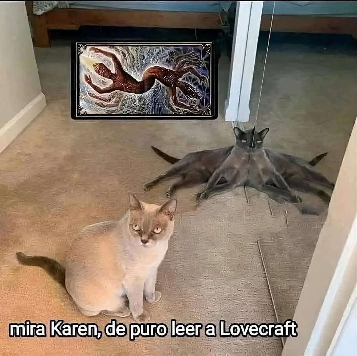 nacional_memes's tweet image. 🐱