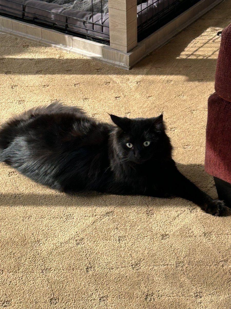 Today, is Bonnie boos 2nd gotcha day🐈‍⬛❤️🐈‍⬛