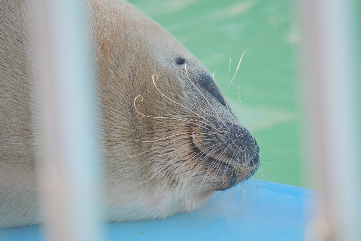 ひげがくるんってなってておしゃれだった
#とっかりセンター　#よう