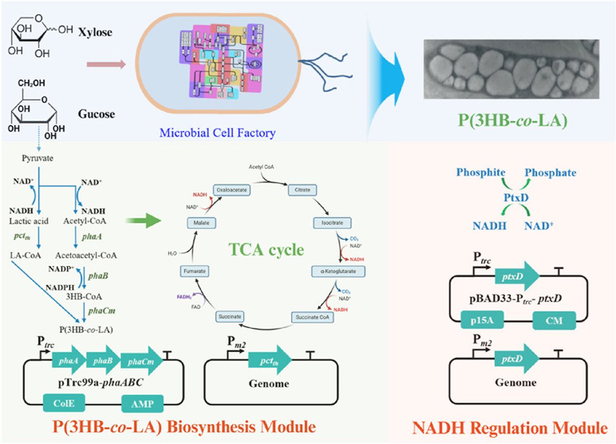 BioDesignR's tweet photo. PtxD boosts lactate copolymer synthesis, hitting 8.57 g/L in bioreactor! #NADHRegeneration #Biopolymer
Details: https://t.co/AxOoUgtYWr https://t.co/8DFarREeXX