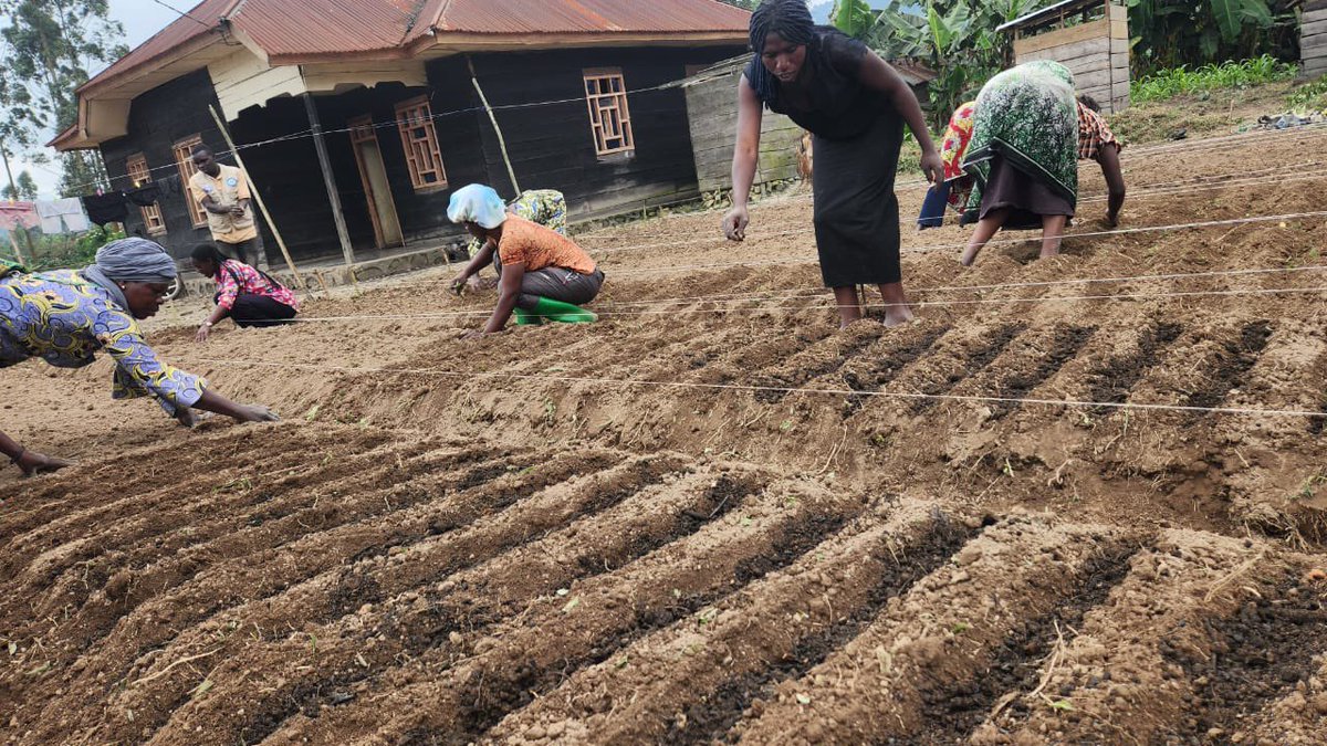 ffcrdc's tweet photo. Au Nord-Kivu, les femmes de Lubero renforcent leur résilience face au changement climatique !
Avec l’appui du fonds pour les femmes congolaises , la #LIFEN met en place des germoirs de légumes et dote les bénéficiaires d’arrosoirs pour améliorer les rendements.
Résultat : plus de sécurité alimentaire et des revenus supplémentaires pour les ménages.
#Autonomisation #FemmesRurales #ChangementClimatique #FFC