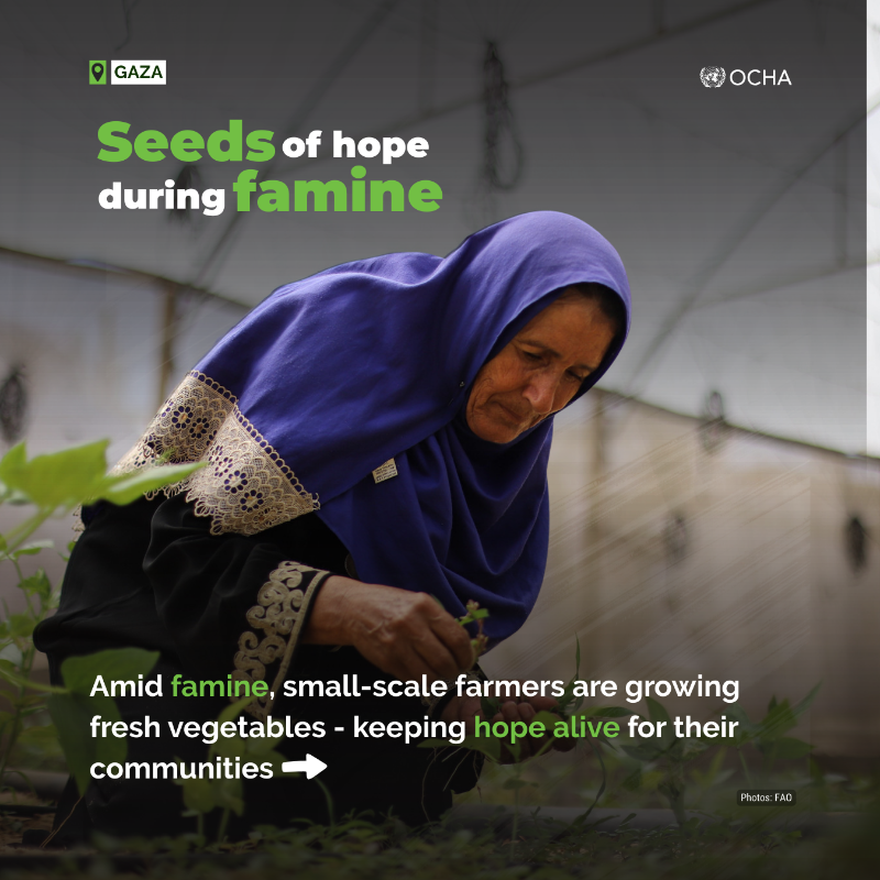 UNOCHA's tweet photo. Amid famine in #Gaza, a few small-scale farmers, supported by @FAO and the oPt Humanitarian Fund @CBPFs, are still managing to grow vegetables.

These efforts bring vital nutrition and hope.

But with only 1.5% of farmland accessible, they remain extremely fragile👇
