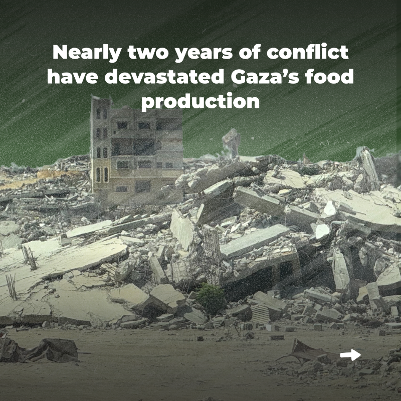 UNOCHA's tweet photo. Amid famine in #Gaza, a few small-scale farmers, supported by @FAO and the oPt Humanitarian Fund @CBPFs, are still managing to grow vegetables.

These efforts bring vital nutrition and hope.

But with only 1.5% of farmland accessible, they remain extremely fragile👇