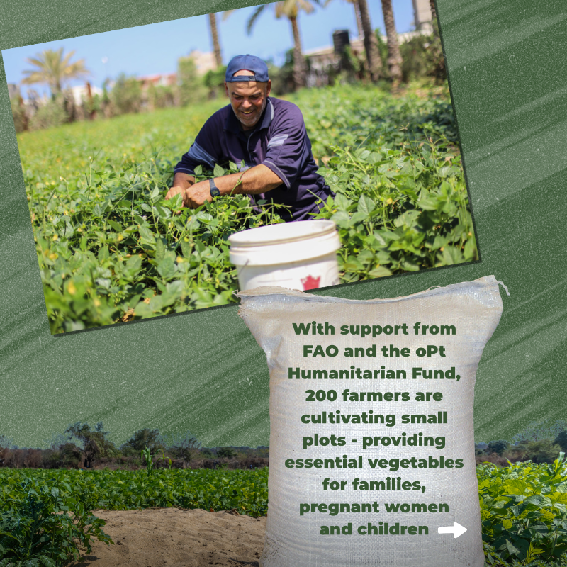 UNOCHA's tweet photo. Amid famine in #Gaza, a few small-scale farmers, supported by @FAO and the oPt Humanitarian Fund @CBPFs, are still managing to grow vegetables.

These efforts bring vital nutrition and hope.

But with only 1.5% of farmland accessible, they remain extremely fragile👇