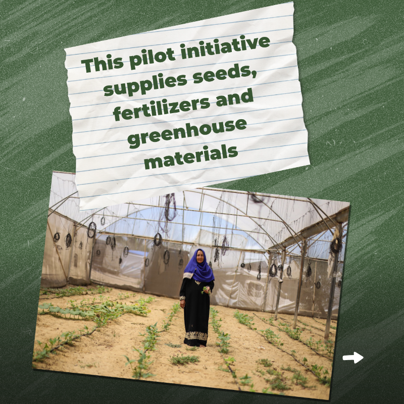 UNOCHA's tweet photo. Amid famine in #Gaza, a few small-scale farmers, supported by @FAO and the oPt Humanitarian Fund @CBPFs, are still managing to grow vegetables.

These efforts bring vital nutrition and hope.

But with only 1.5% of farmland accessible, they remain extremely fragile👇