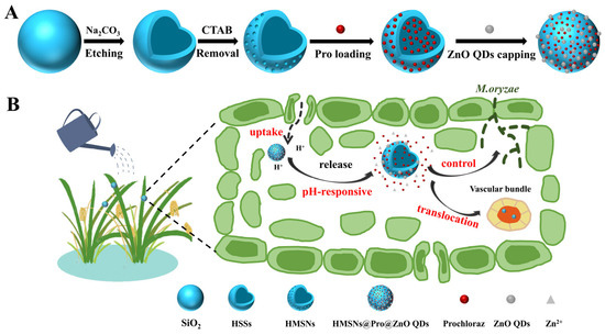 Materials_mdpi's tweet photo. #MDPIMaterials
📒pH-Responsive Pesticide-Loaded Hollow Mesoporous Silica #Nanoparticles with ZnO Quantum Dots as a Gatekeeper for Control of Rice Blast Disease. 

✏️Authored by: Yi Zhao et. al. 

🔗https://t.co/OabKeuTaTi 
#OpenAccess #QuantumDot #MaterialsScience #Nanomaterials https://t.co/9WiB8JkgdZ