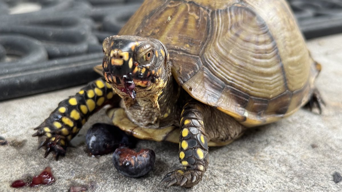 AgWriterArk's tweet photo. Herself returned for berries this morning.
#Tortle #CHOMP https://t.co/HvuTHnrI98