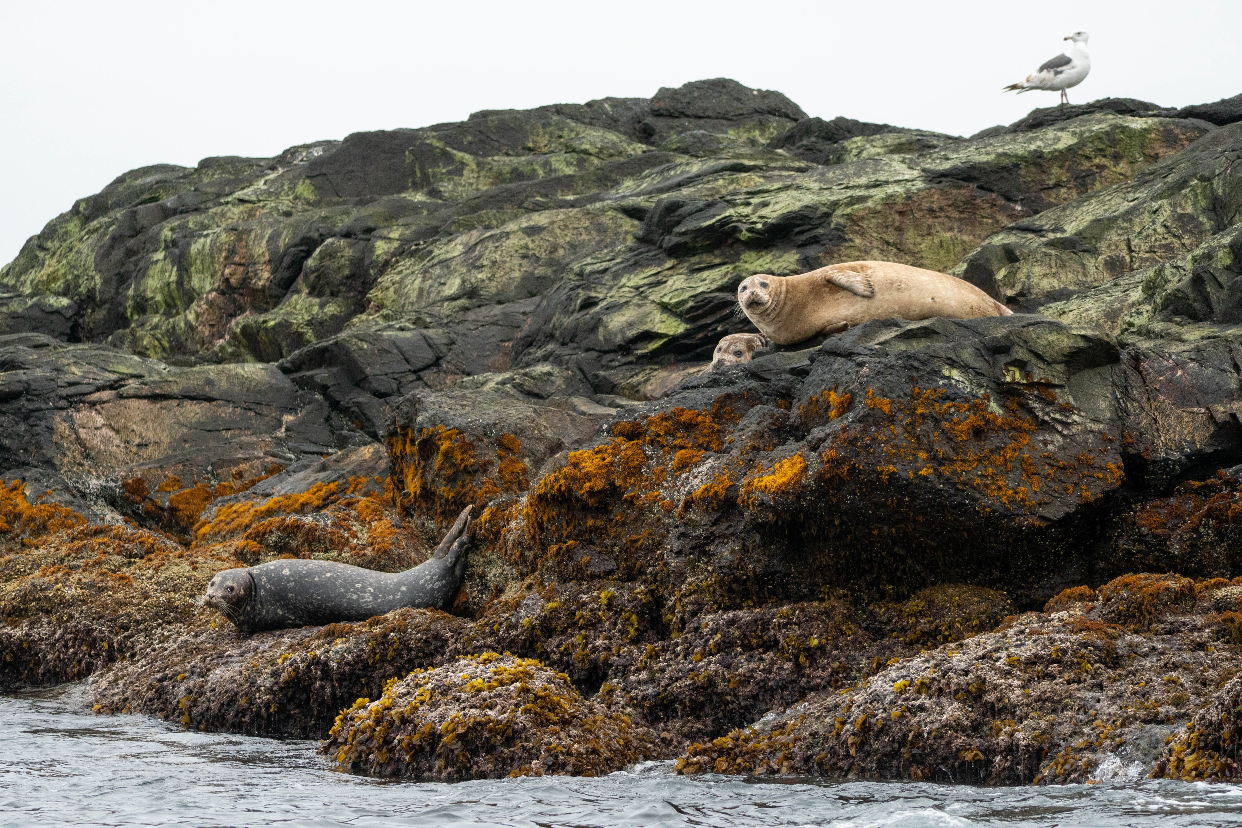 アザラシ ∞`⊃)З₊⁎⁺˳✧༚ 茶柱ルルちゃん🦭🍵 水滴モザイク越し