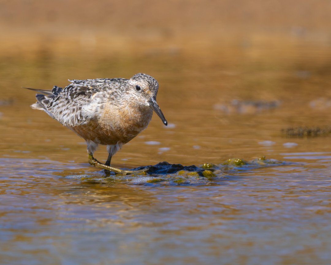 José Manuel Caballero Fernández tweet media