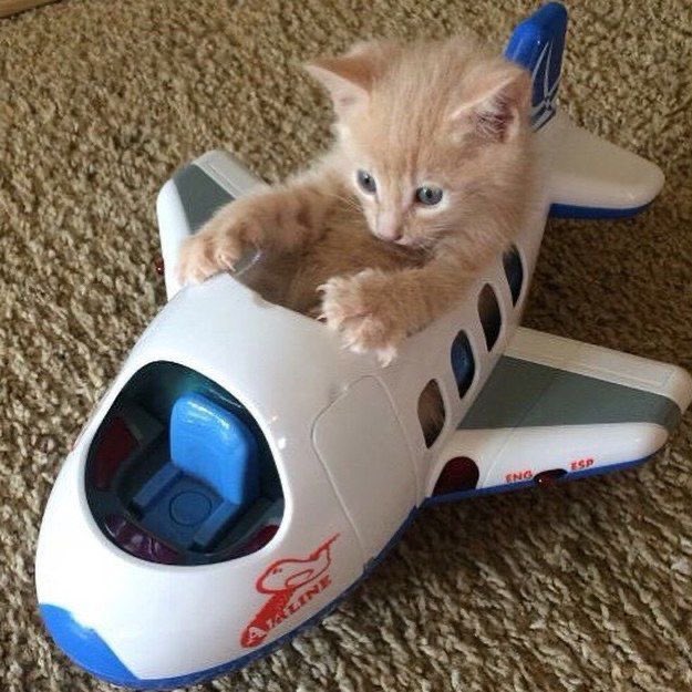 birdbrainsarah's tweet photo. https://t.co/nEaZMllqfa