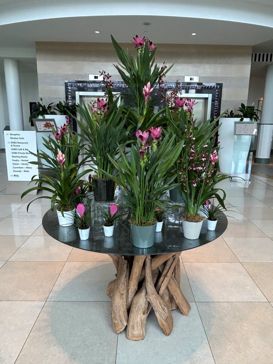 𝑨𝒅𝒅𝒊𝒏𝒈 𝒂 𝒑𝒐𝒑 𝒐𝒇 𝒄𝒐𝒍𝒐𝒖𝒓 𝒕𝒐 𝒃𝒓𝒊𝒈𝒉𝒕𝒆𝒏 𝒆𝒗𝒆𝒓𝒚 𝒔𝒕𝒂𝒚 💐💫

#HotelDecor #FreshFlowers #InteriorInspiration #LuxuryLifestyle #HospitalityDesign