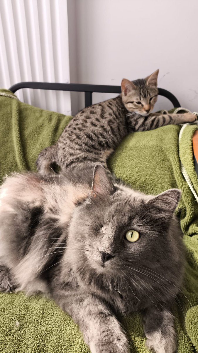 Bu ikiz dingillerin ilk ayı bitmek üzere. Sokağa gitmesinler diye çabalıyorum ama aylarca tutmam mümkün değil. Bakan kişi de gönüllü biliyorsunuz ve ödeme yapmamız gerekiyor ki onu zor durumda bırakmayalım. Lütfen bu çocuklara hem acil yuva hem de destek