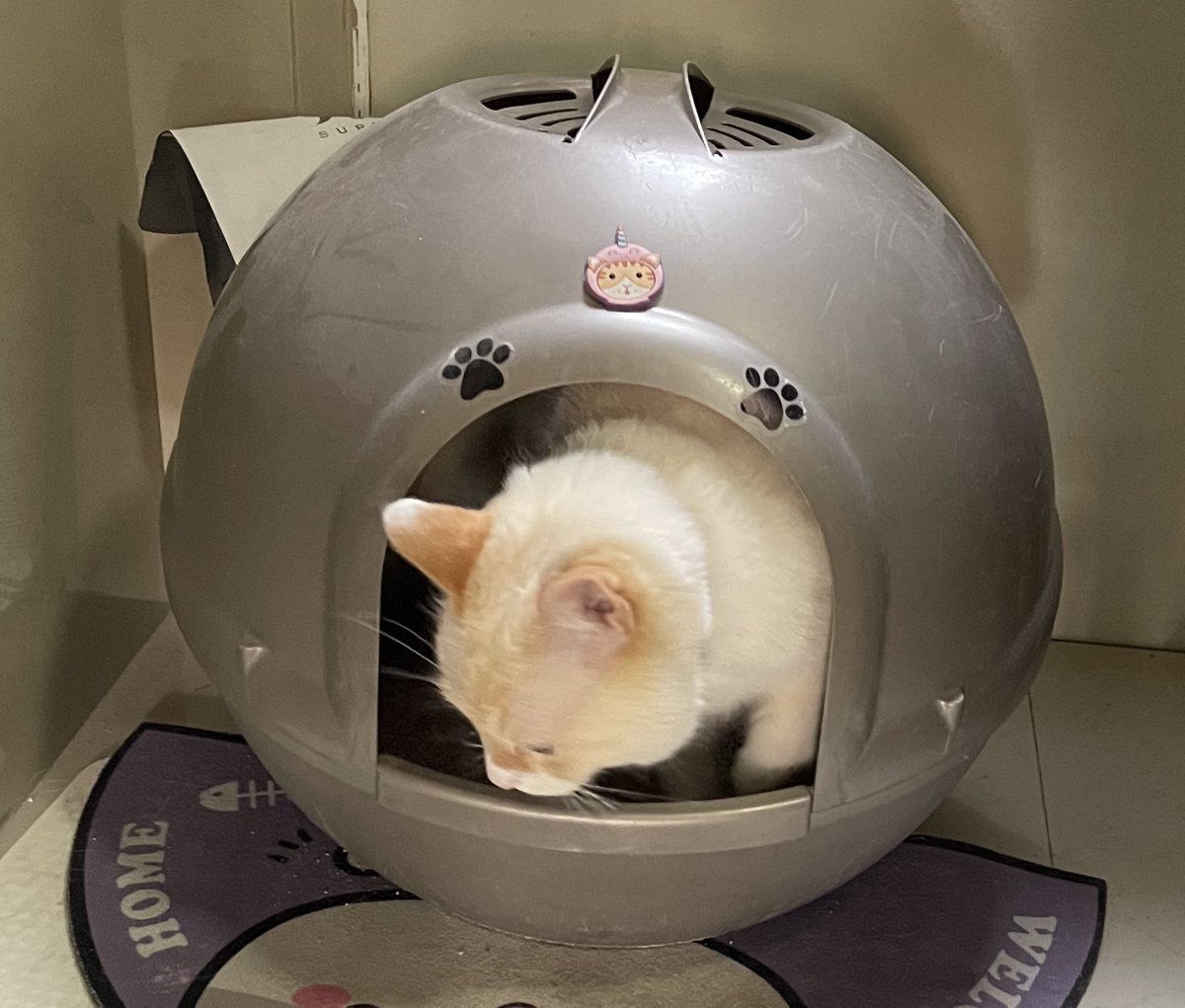 Qe rrriqo la qaqita manianera, Usteres ya?