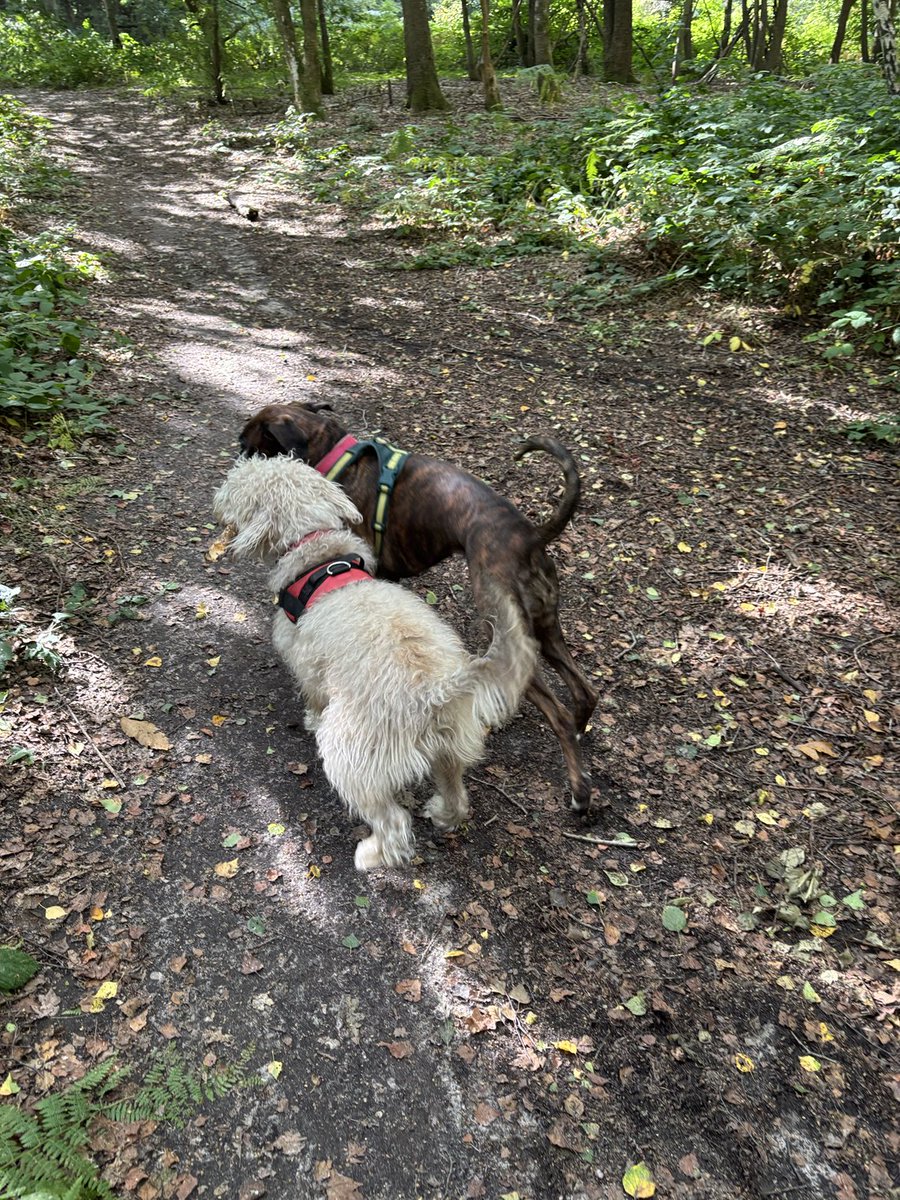 Give me the stick