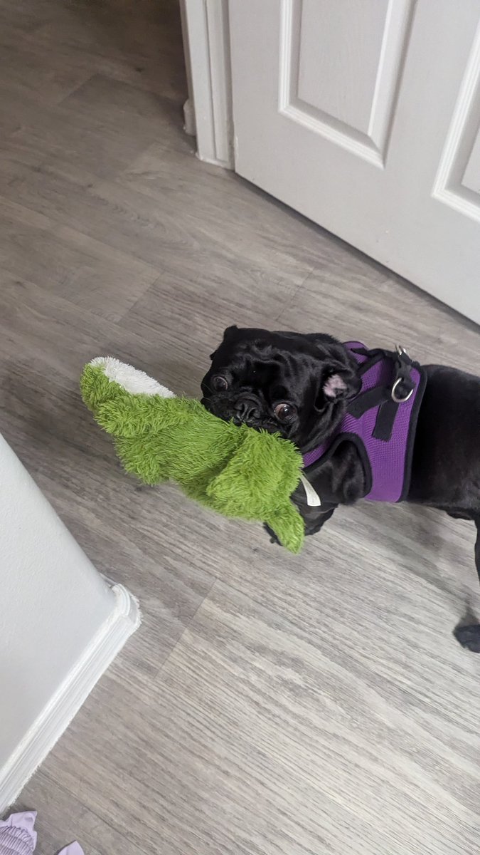 pretty sure my pug is keeping chewy in business