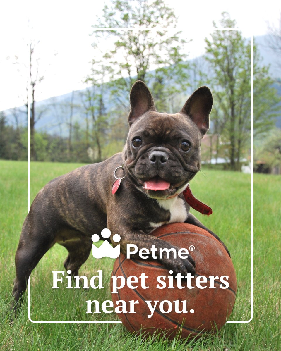 petmesocial's tweet photo. Don't just book a sitter.

Book a pet hero. The best sitters on Petme go beyond the basics. They're dedicated to making your pet's time away fun, safe, and full of love. When you see the joy, you'll know you've found a pet hero.

Get the app: https://t.co/0Kidn8z0II https://t.co/DUBmIk3ltq