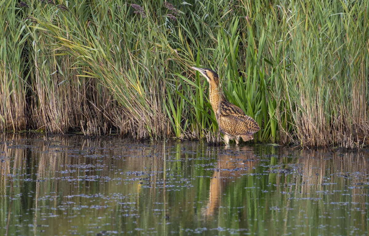 With excellent weather today, a 6.30am start and a eleven hour Bittern watch, I recorded 15 flights, a few landings on the pool right of Island mere hide <a href="/RSPBMinsmere/">RSPB Minsmere 🌍</a> what a brilliant day. Some of the flights were of the same bitterns moving about but at least 7 Bitterns seen 😊