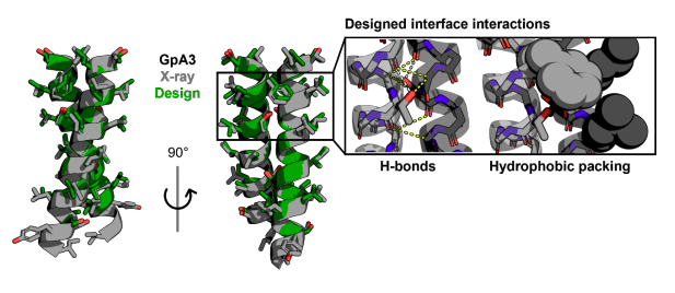 KevinKaichuang's tweet image. A joint sequence-structure diffusion model for transmembrane proteins!
